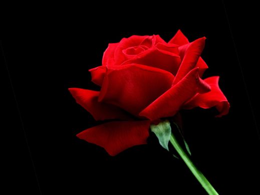 Red-Rose-03